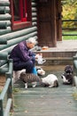 Old man feeding the stray cats in the park Royalty Free Stock Photo