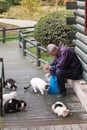 Old man feeding the stray cats in the park