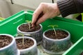 Old man gardening in home greenhouse Royalty Free Stock Photo