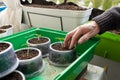 Men`s hands planting cucumber seedlings in the soil Royalty Free Stock Photo