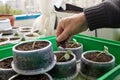 Old man gardening in home greenhouse Royalty Free Stock Photo