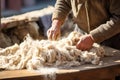 Old man gathers sheared sheep wool from ground on farm yard woven material producing