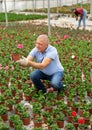 Old man grower sitting down and looking to the pot of geranium flower in greenhouse