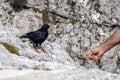 Old man hand feeding a wild croak black bird in dolomites mountains Royalty Free Stock Photo