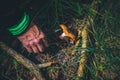 Old man hand picking a bloody milk cap mushroom Royalty Free Stock Photo