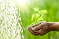 Old man hands holding a green young plant Royalty Free Stock Photo