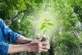 Old man hands holding green young plant. Royalty Free Stock Photo