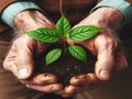 Old man hands holding a green young plant Royalty Free Stock Photo