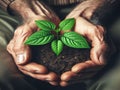 Old man hands holding a green young plant Royalty Free Stock Photo