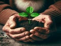 Old man hands holding a green young plant Royalty Free Stock Photo