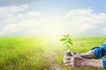 Old man hands holding green young plant with green grass sky ba Royalty Free Stock Photo