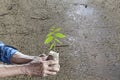 Old man hands holding green young plant with Land dry and cracked ground. Royalty Free Stock Photo