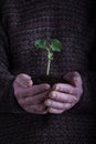 An old man hands holding a green young plant over dark sweater. Symbol of spring and environment concept Royalty Free Stock Photo