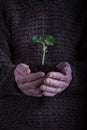 An old man hands holding a green young plant over dark sweater. Symbol of spring and environment concept Royalty Free Stock Photo