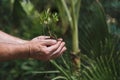 Man hands holding a green young plant. Symbol of spring and ecology concept Royalty Free Stock Photo