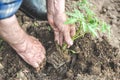 Old man hands are planting the tomato seedling into the soil. Gardening and agriculture concept.