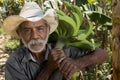 Old man harvesting plantains in his farm Royalty Free Stock Photo