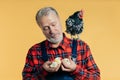 Old man with a hen on his shoulder is looking at little yellow chickens Royalty Free Stock Photo