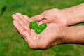 The old man holding a clover leaf. Royalty Free Stock Photo