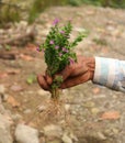 old man holding false heather