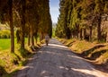 An old man holding flowers, walking down a country road lined with trees Royalty Free Stock Photo