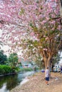 Old man leash dog under pink trumpet shrub tree