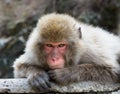 Old Man Monkey Royalty Free Stock Photo