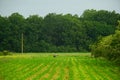 old man peasant, working cornfield near green forest,  rural village Royalty Free Stock Photo