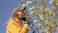 Old man removes black mask and smells apple tree blossom