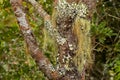 Old man`s beard Fruticose lichen Usnea and leaf-like Foliose l Royalty Free Stock Photo