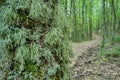 Old Man`s Beard Usnea On Beech Tree Royalty Free Stock Photo