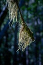 Old Man`s Beard, Usnea sp., a lichen, on tree branch, Hamilton Marsh, BC, Canada