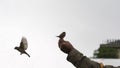 An old man`s hand feeds small sparrows on a cloudy day