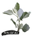 Old Man Salt bushfast-growing shrub commonly used today as livestock grazing plant. Purngep, Pining, Binga digital art