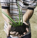 Old man use two hand holding green fresh plant aloe vera tree on black soil prepare for plant. dirty gardener job moving tree in b