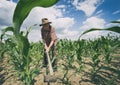 Old man working in corn field Royalty Free Stock Photo