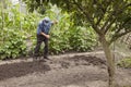 Old man working in vegetable garden