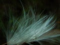 Old man's beard plant seed pod, milkweed seed pod