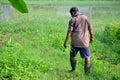 Old man 60 yearold harvest Thai morning glory