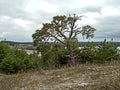 old mangled pine tree on top of a hill Royalty Free Stock Photo