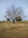 Old mango tree in summer season