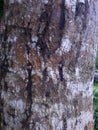 old mango tree trunk texture Royalty Free Stock Photo
