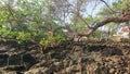 Old mangrove tree trunk.