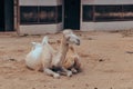 Old mangy camels lying on the sand in an enclosure in the city zoo. Moscow, Russia, July 2020