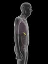 an old mans gallbladder Royalty Free Stock Photo