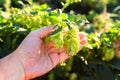 Old mans hand and green hops Royalty Free Stock Photo