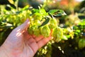 Old mans hand and green hops Royalty Free Stock Photo