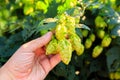 Old mans hand and green hops Royalty Free Stock Photo