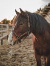 Old mare horse with long mane in sunset