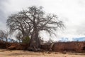 Old massive Baobab tree growing at the shore of Indian Ocean Royalty Free Stock Photo